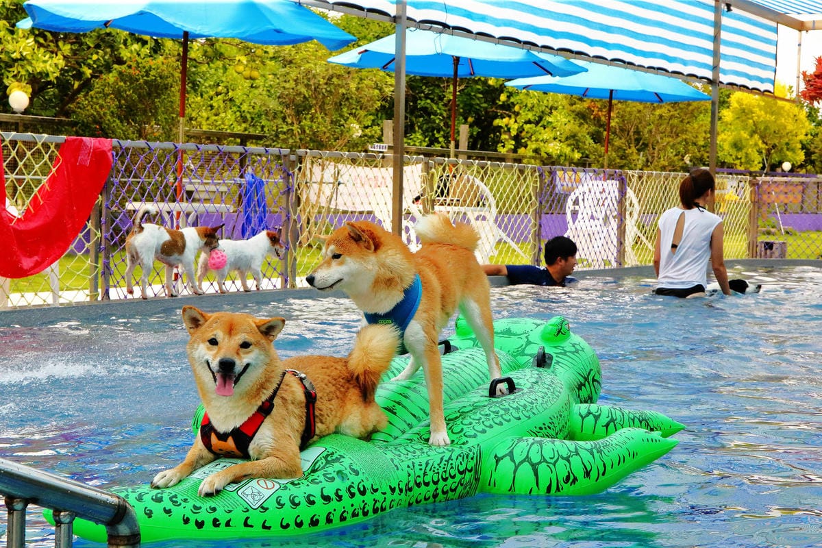 【宿。宜蘭】柚紫緣寵物友善民宿〜帶著毛小孩來去住一晚，毛孩們可以盡情奔跑、游泳戲水，擁有悠閒愜意的渡假氛圍