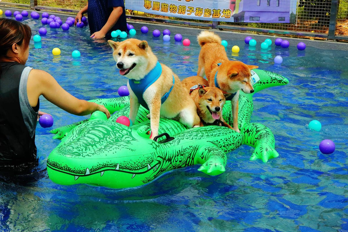 【宿。宜蘭】柚紫緣寵物友善民宿〜帶著毛小孩來去住一晚，毛孩們可以盡情奔跑、游泳戲水，擁有悠閒愜意的渡假氛圍