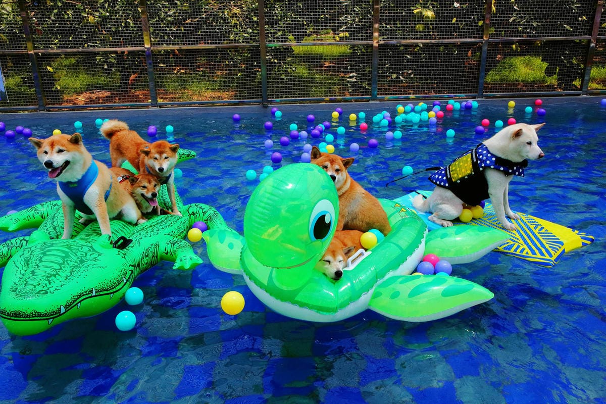 【宿。宜蘭】柚紫緣寵物友善民宿〜帶著毛小孩來去住一晚，毛孩們可以盡情奔跑、游泳戲水，擁有悠閒愜意的渡假氛圍