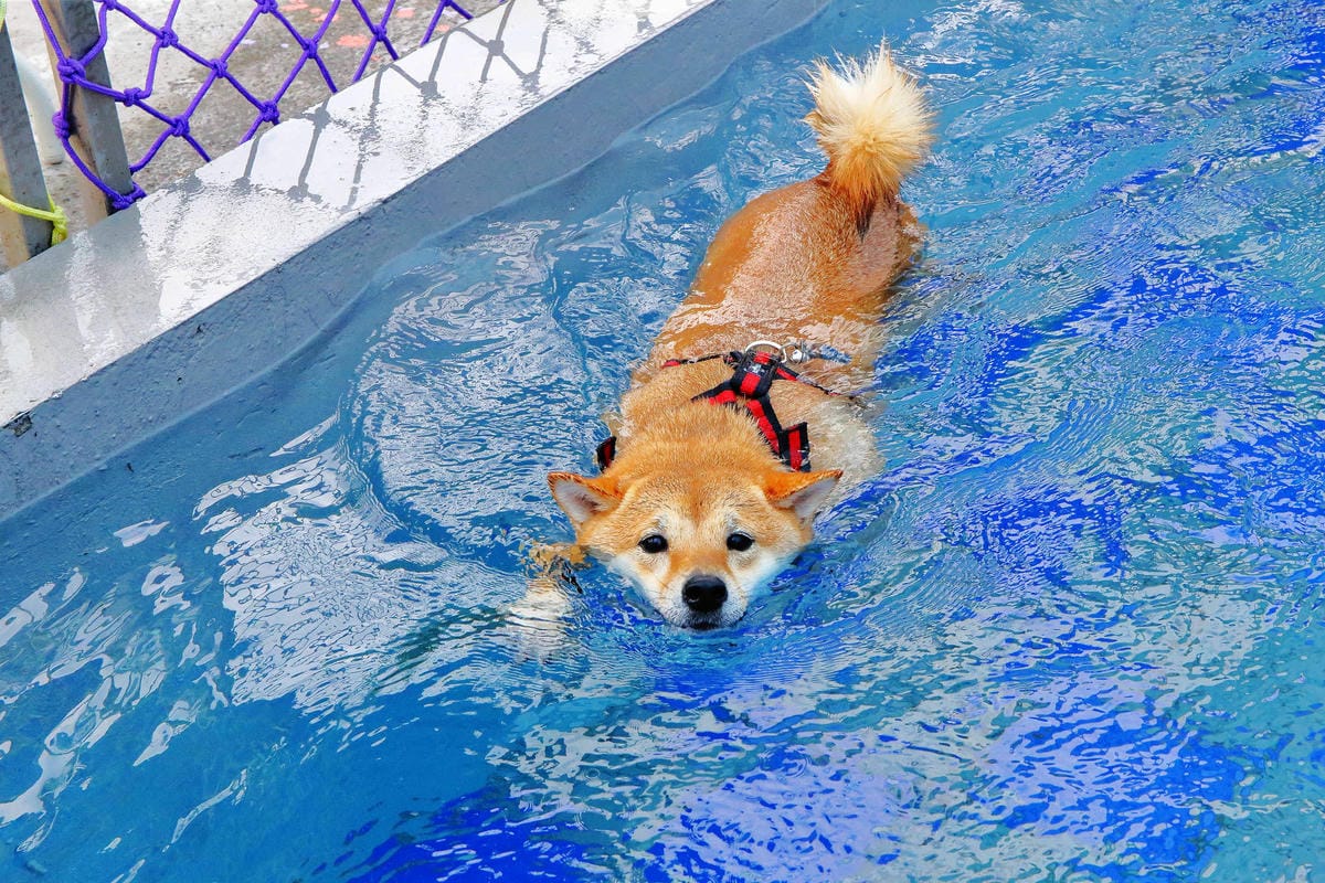 【宿。宜蘭】柚紫緣寵物友善民宿〜帶著毛小孩來去住一晚，毛孩們可以盡情奔跑、游泳戲水，擁有悠閒愜意的渡假氛圍
