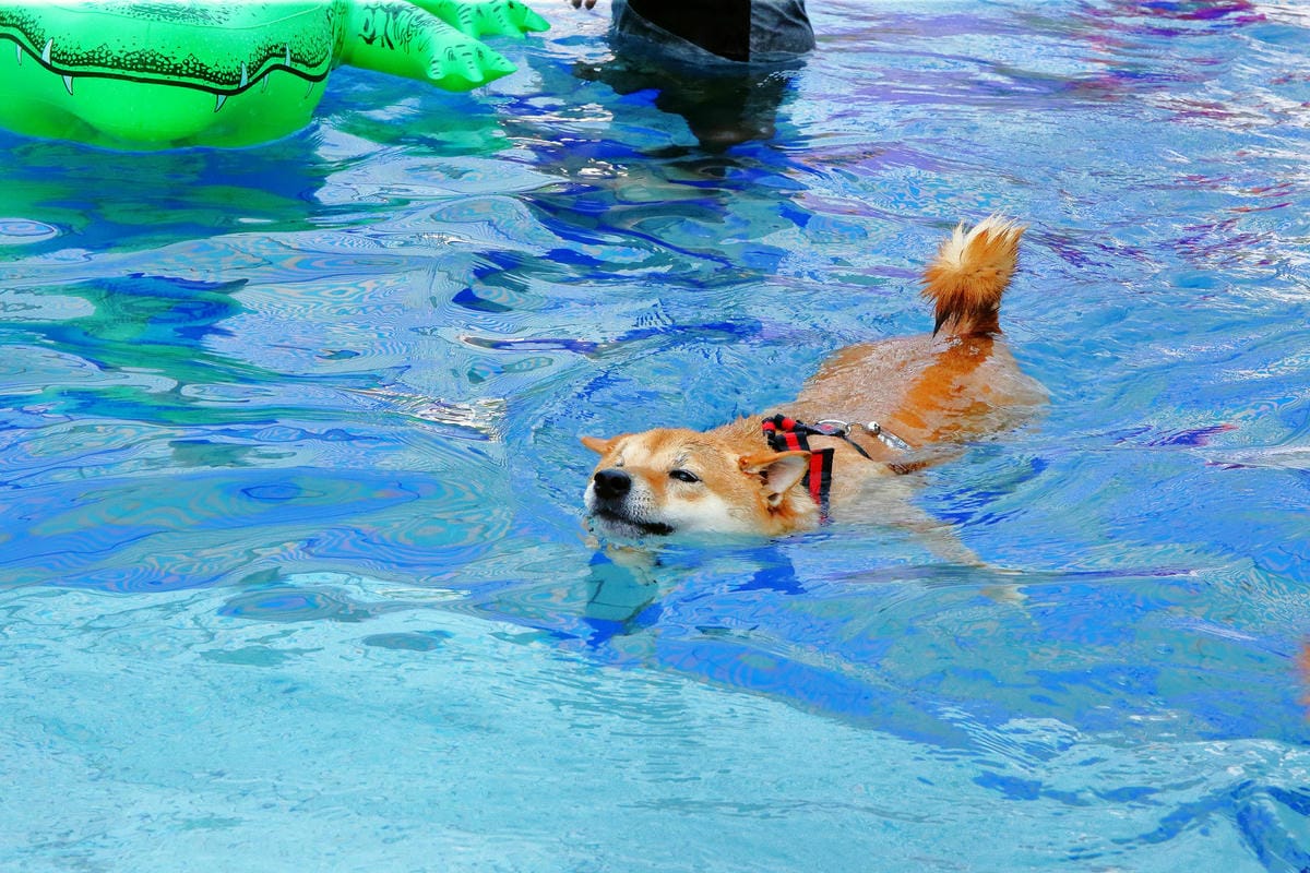 【宿。宜蘭】柚紫緣寵物友善民宿〜帶著毛小孩來去住一晚，毛孩們可以盡情奔跑、游泳戲水，擁有悠閒愜意的渡假氛圍