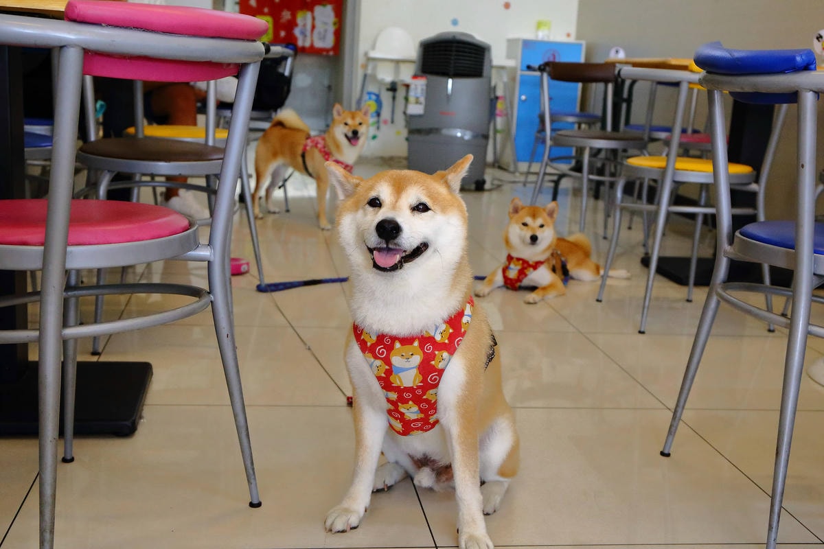 【食。龜山】揹潶鍋日式拉麵-龜山文化店〜小資族平價拉麵定食推薦!超濃郁豚骨湯頭,完全欲罷不能!(已歇業)