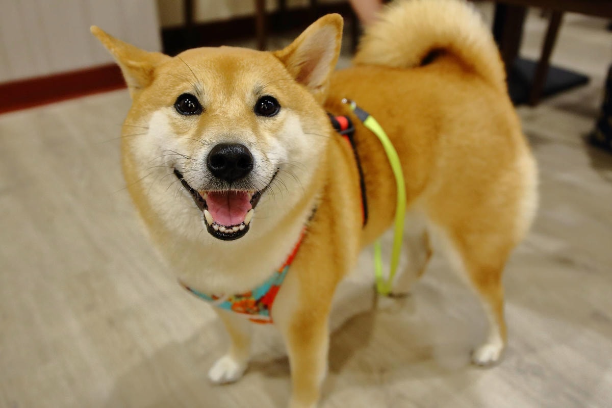 【食。桃園】品黑中壢sogo店〜巧克力專賣店。獨創巧克力飲品、創意巧克力料理,如果你是巧克力控絕對不能錯過!(已歇業)