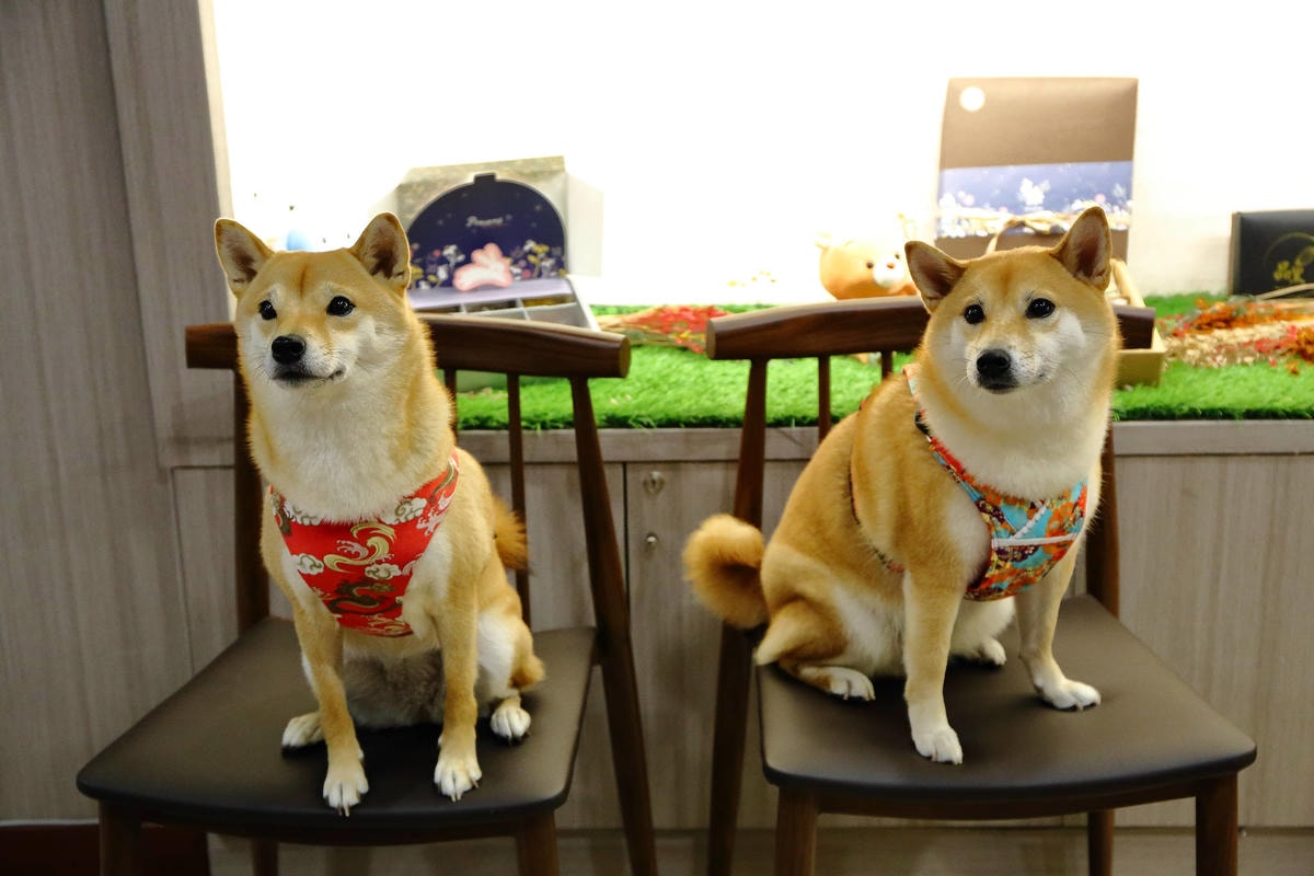 【食。桃園】品黑中壢sogo店〜巧克力專賣店。獨創巧克力飲品、創意巧克力料理,如果你是巧克力控絕對不能錯過!(已歇業)