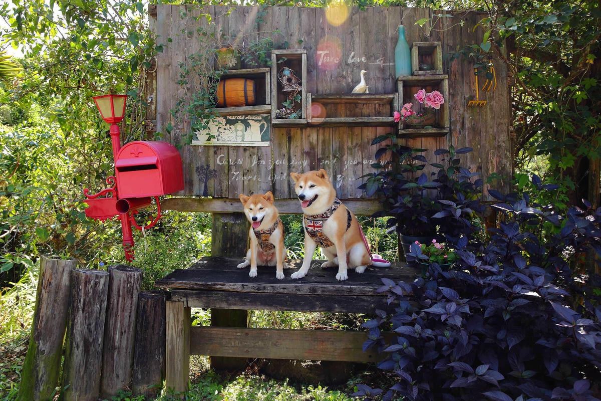【遊。苗栗三義】莫內秘密花園婚紗攝影基地〜不用出國就可拍出別具風格的獨特婚紗照,不藏私中部絕美婚紗外拍景點分享!