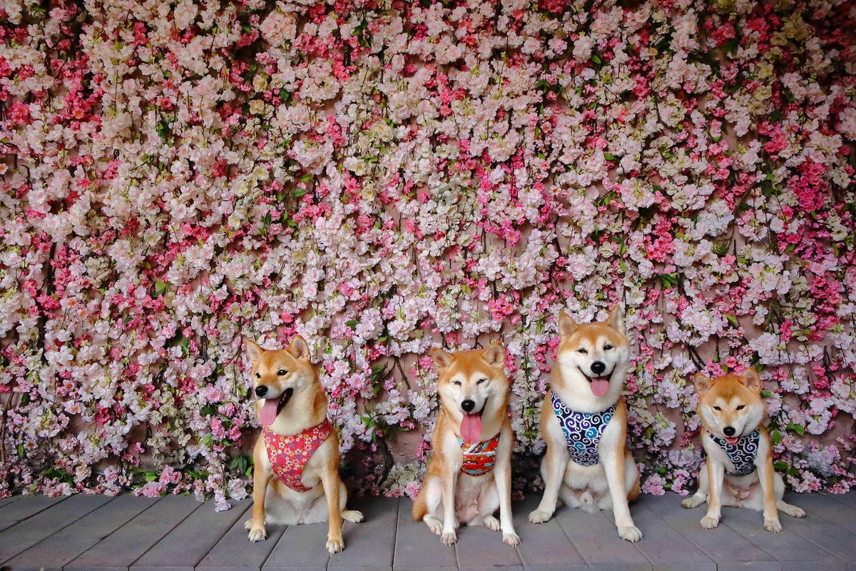 【遊。苗栗三義】莫內秘密花園婚紗攝影基地〜不用出國就可拍出別具風格的獨特婚紗照,不藏私中部絕美婚紗外拍景點分享!