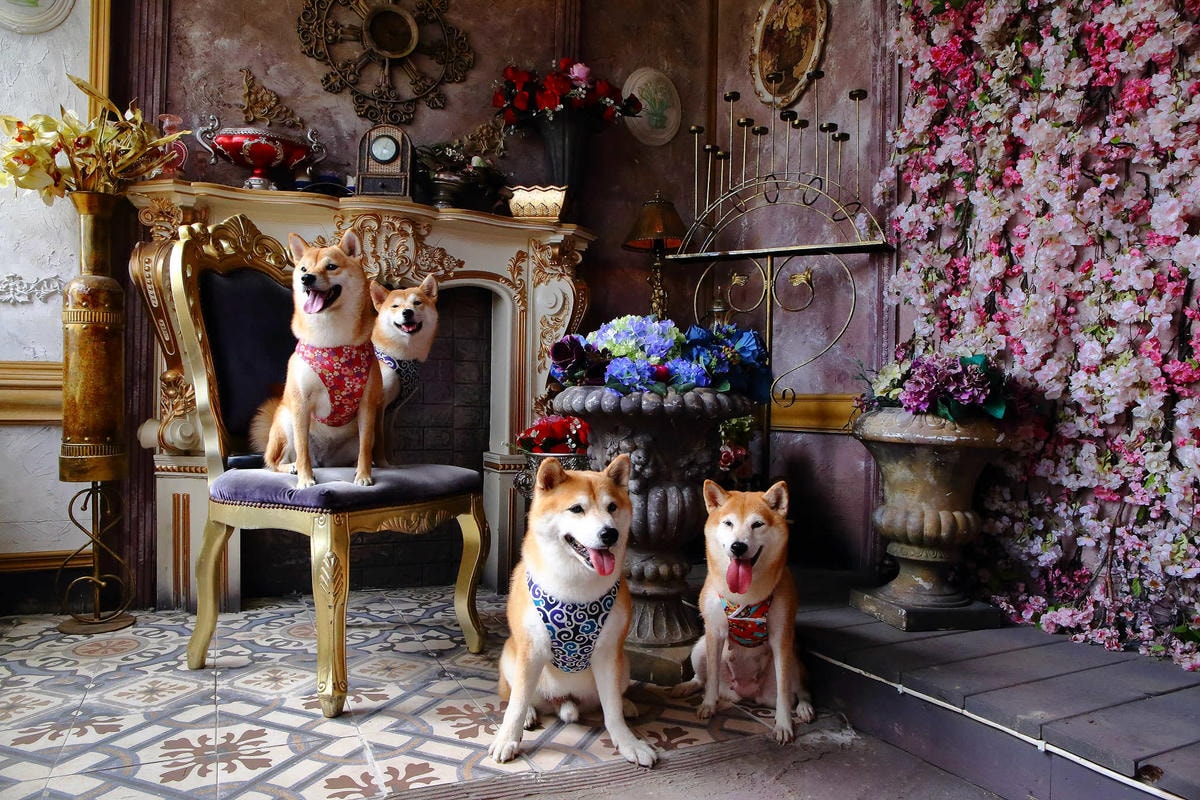 【遊。苗栗三義】莫內秘密花園婚紗攝影基地〜不用出國就可拍出別具風格的獨特婚紗照,不藏私中部絕美婚紗外拍景點分享!