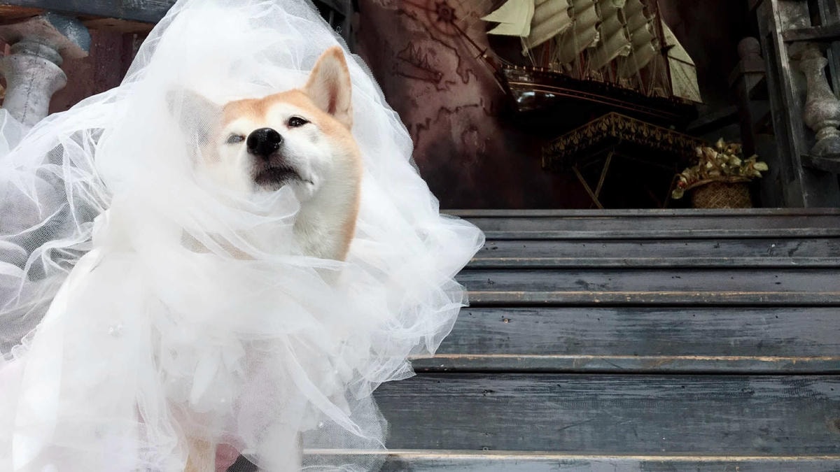 【遊。苗栗三義】莫內秘密花園婚紗攝影基地〜不用出國就可拍出別具風格的獨特婚紗照,不藏私中部絕美婚紗外拍景點分享!