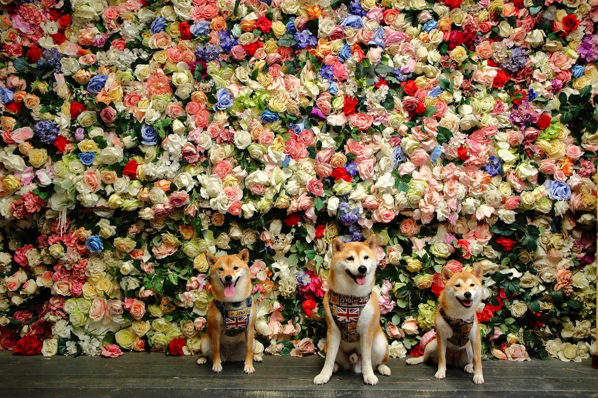 【遊。苗栗三義】莫內秘密花園婚紗攝影基地〜不用出國就可拍出別具風格的獨特婚紗照,不藏私中部絕美婚紗外拍景點分享!