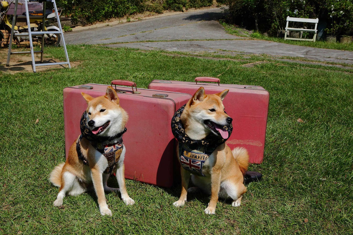 【遊。苗栗三義】莫內秘密花園婚紗攝影基地〜不用出國就可拍出別具風格的獨特婚紗照,不藏私中部絕美婚紗外拍景點分享!