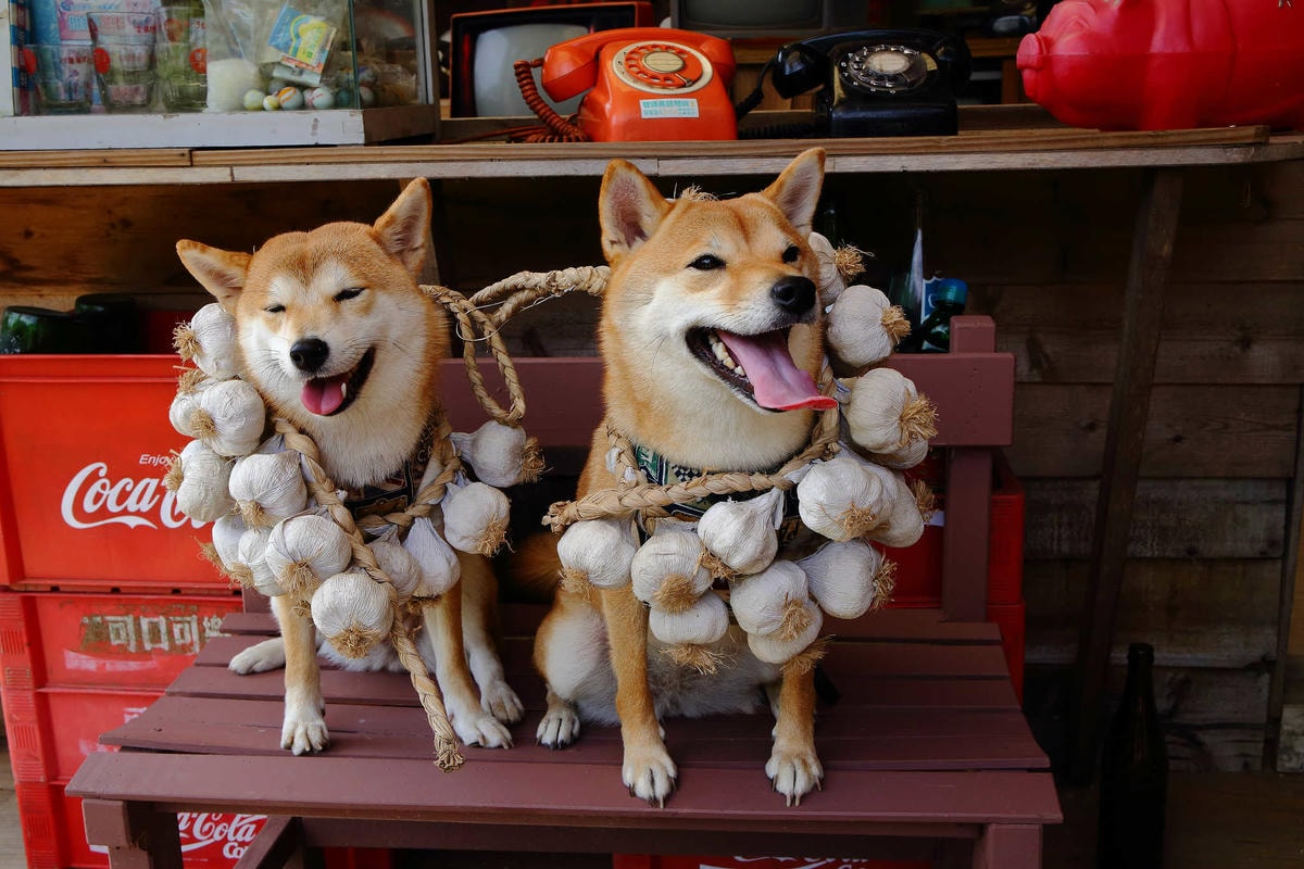 【遊。苗栗三義】莫內秘密花園婚紗攝影基地〜不用出國就可拍出別具風格的獨特婚紗照,不藏私中部絕美婚紗外拍景點分享!