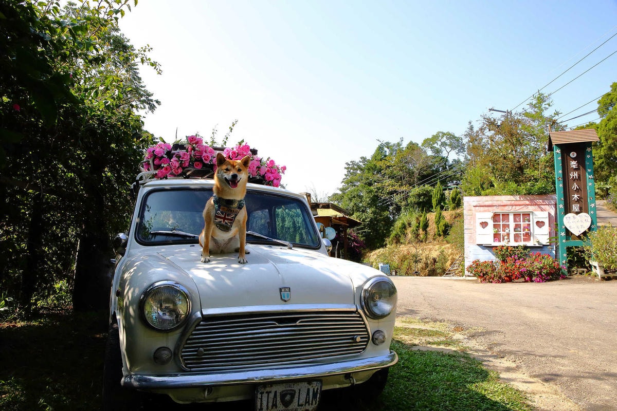 【遊。苗栗三義】莫內秘密花園婚紗攝影基地〜不用出國就可拍出別具風格的獨特婚紗照,不藏私中部絕美婚紗外拍景點分享!