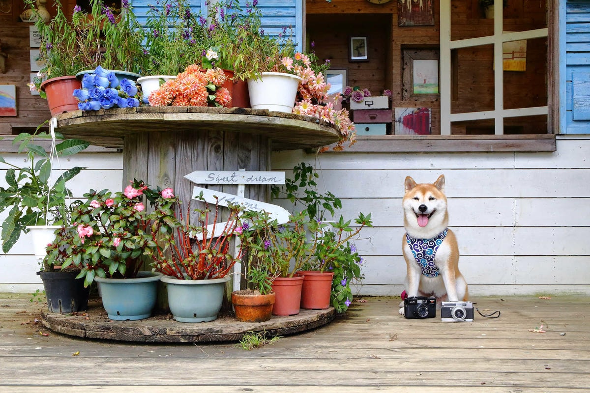 【遊。苗栗三義】莫內秘密花園婚紗攝影基地〜不用出國就可拍出別具風格的獨特婚紗照,不藏私中部絕美婚紗外拍景點分享!