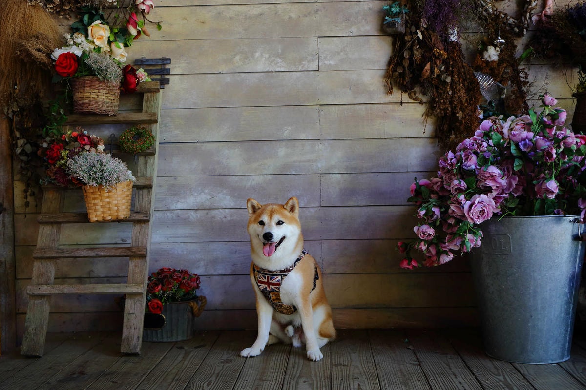 【遊。苗栗三義】莫內秘密花園婚紗攝影基地〜不用出國就可拍出別具風格的獨特婚紗照,不藏私中部絕美婚紗外拍景點分享!