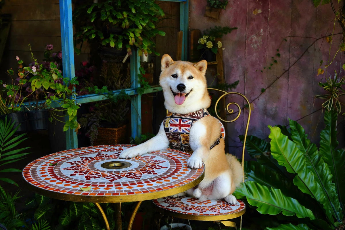 【遊。苗栗三義】莫內秘密花園婚紗攝影基地〜不用出國就可拍出別具風格的獨特婚紗照,不藏私中部絕美婚紗外拍景點分享!