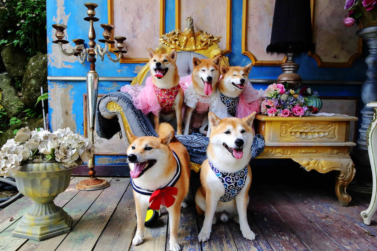 【遊。苗栗三義】莫內秘密花園婚紗攝影基地〜不用出國就可拍出別具風格的獨特婚紗照,不藏私中部絕美婚紗外拍景點分享!