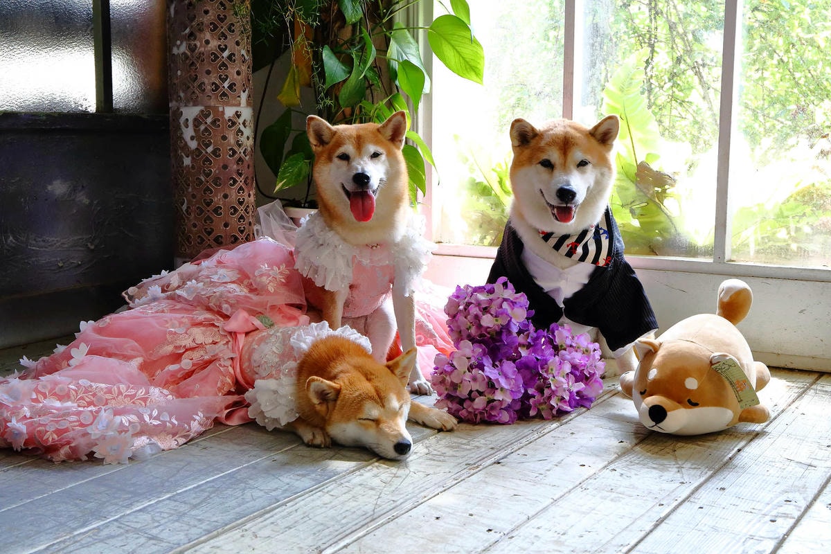 【遊。苗栗三義】莫內秘密花園婚紗攝影基地〜不用出國就可拍出別具風格的獨特婚紗照,不藏私中部絕美婚紗外拍景點分享!