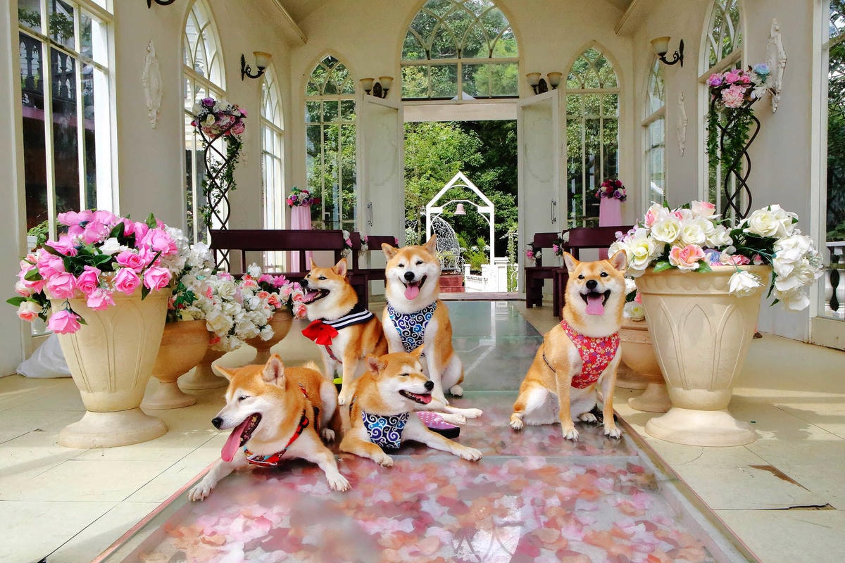 【遊。苗栗三義】莫內秘密花園婚紗攝影基地〜不用出國就可拍出別具風格的獨特婚紗照,不藏私中部絕美婚紗外拍景點分享!