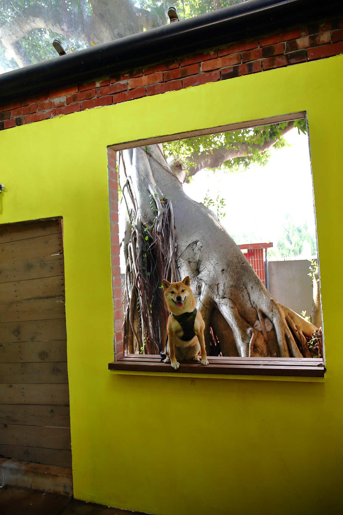 【遊。桃園】2018桃園眷村文化節-眷村大作讚〜出發!收集老眷村的歲月風情!文青必去,IG拍照打卡景點!