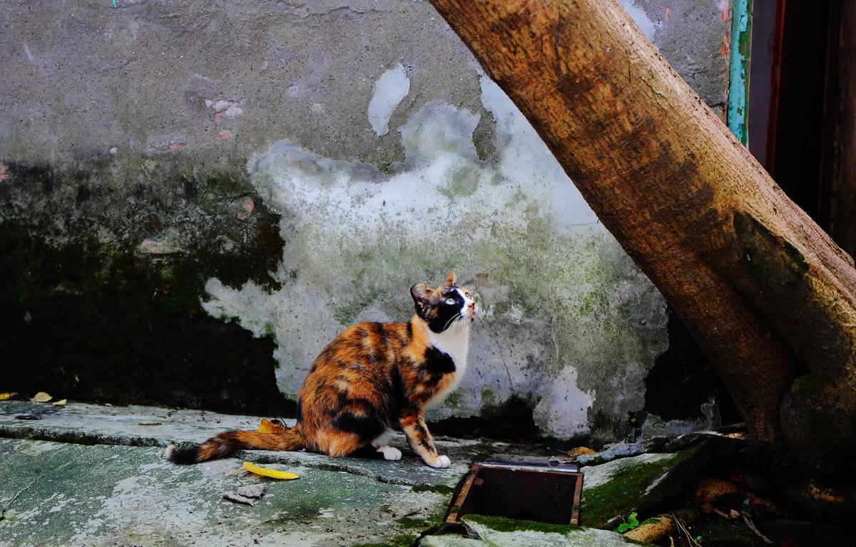 【遊。桃園】2018桃園眷村文化節-眷村大作讚〜出發!收集老眷村的歲月風情!文青必去,IG拍照打卡景點!