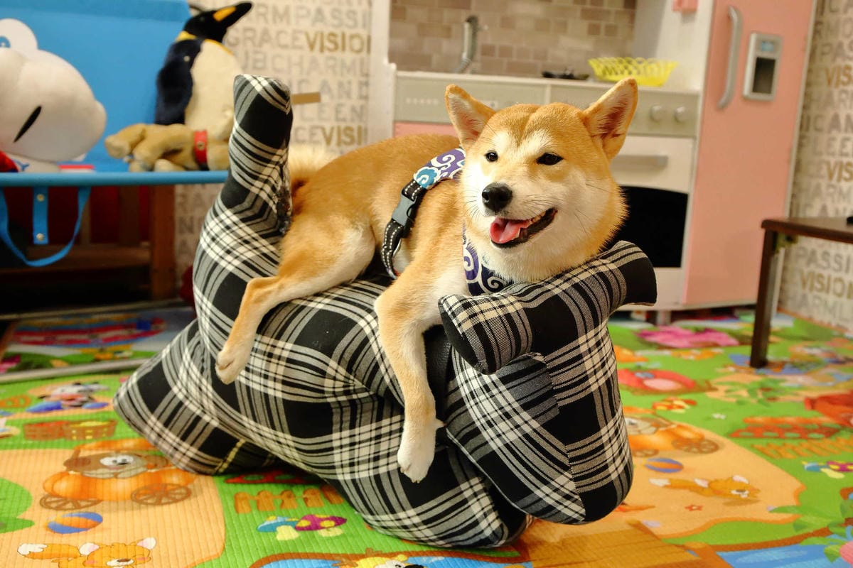 【食。永和】豐宇親子寵物友善餐廳〜永和親子寵物餐廳/義大利麵。180度絕佳視野、全天候早午餐、兒童遊戲區，媽寶聚會最佳地點(已歇業)