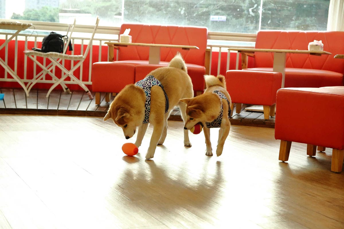 【食。永和】豐宇親子寵物友善餐廳〜永和親子寵物餐廳/義大利麵。180度絕佳視野、全天候早午餐、兒童遊戲區，媽寶聚會最佳地點(已歇業)