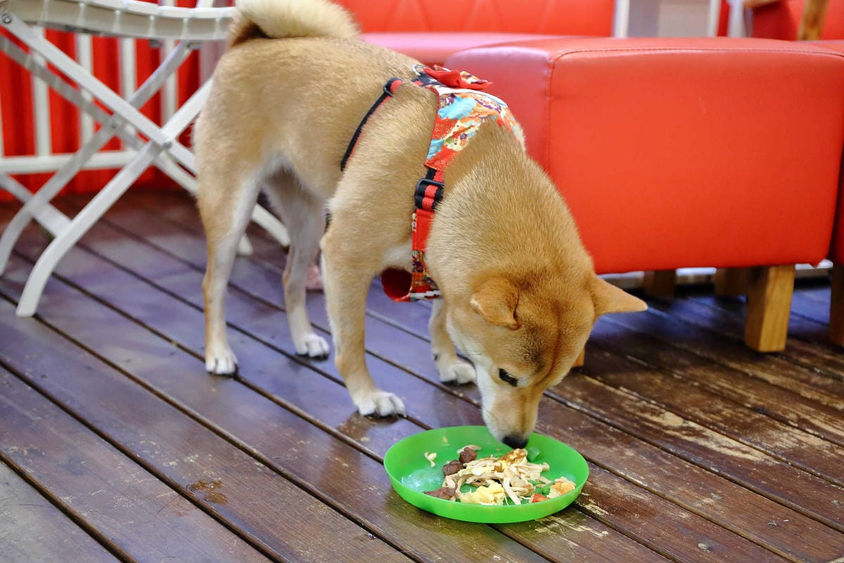 【食。永和】豐宇親子寵物友善餐廳〜永和親子寵物餐廳/義大利麵。180度絕佳視野、全天候早午餐、兒童遊戲區，媽寶聚會最佳地點(已歇業)