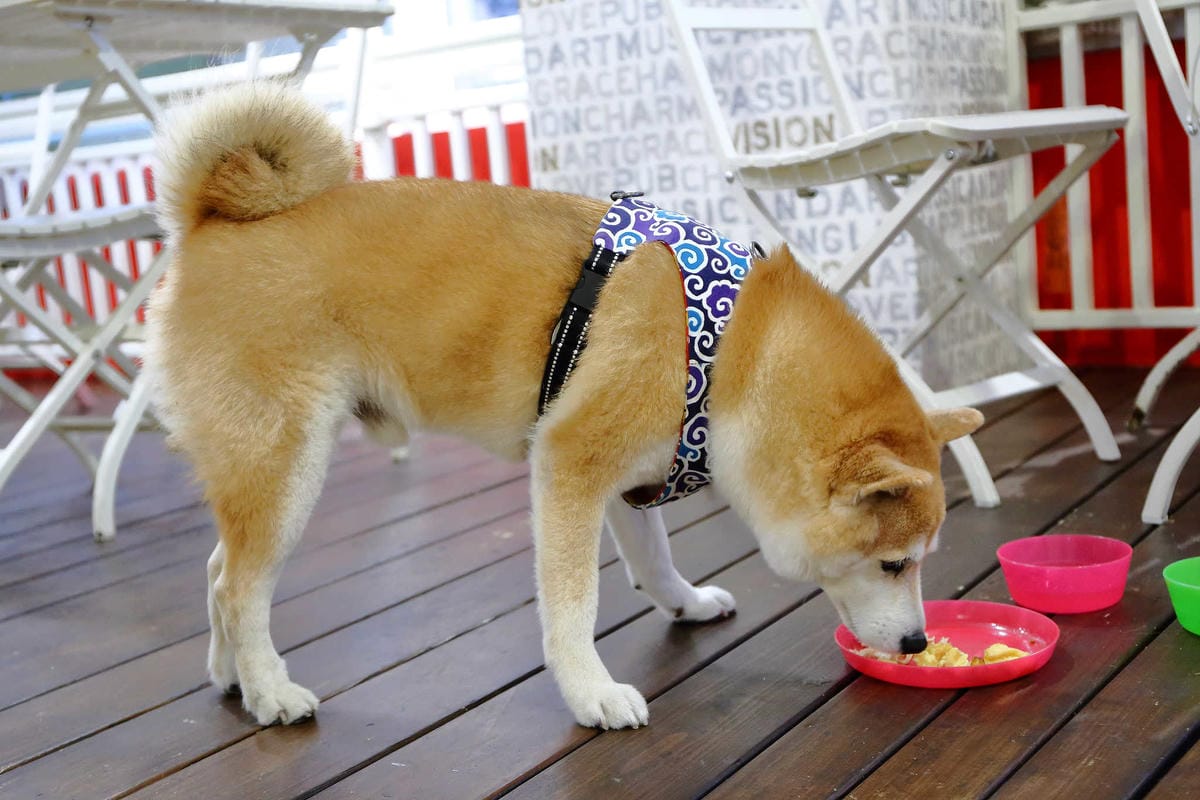 【食。永和】豐宇親子寵物友善餐廳〜永和親子寵物餐廳/義大利麵。180度絕佳視野、全天候早午餐、兒童遊戲區，媽寶聚會最佳地點(已歇業)