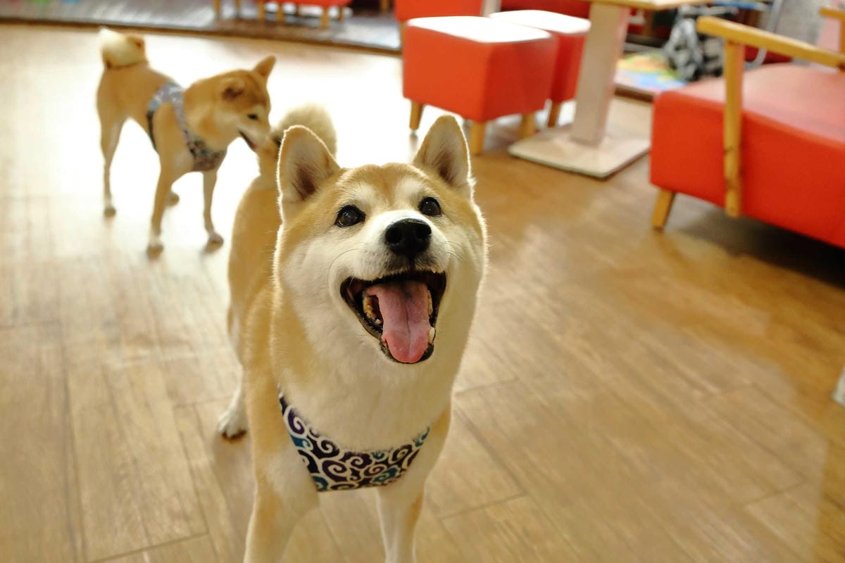 【食。永和】豐宇親子寵物友善餐廳〜永和親子寵物餐廳/義大利麵。180度絕佳視野、全天候早午餐、兒童遊戲區，媽寶聚會最佳地點(已歇業)