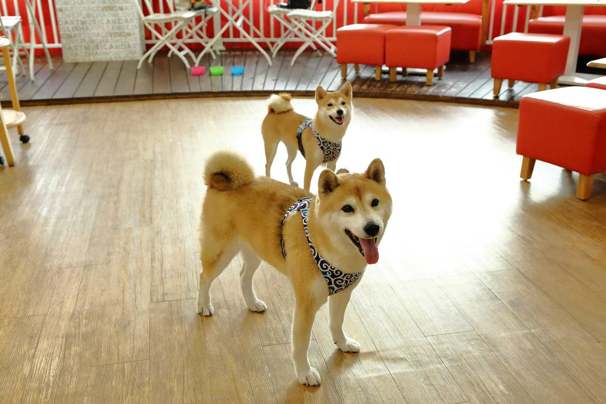 【食。永和】豐宇親子寵物友善餐廳〜永和親子寵物餐廳/義大利麵。180度絕佳視野、全天候早午餐、兒童遊戲區，媽寶聚會最佳地點(已歇業)