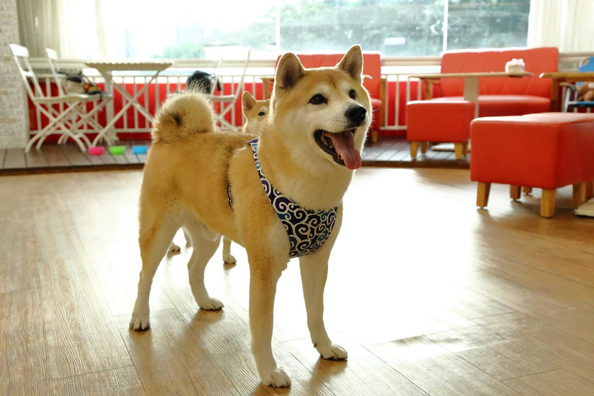 【食。永和】豐宇親子寵物友善餐廳〜永和親子寵物餐廳/義大利麵。180度絕佳視野、全天候早午餐、兒童遊戲區，媽寶聚會最佳地點(已歇業)