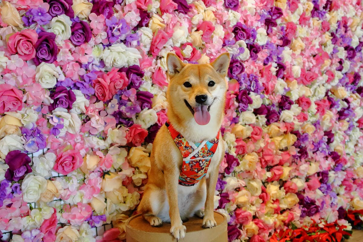 【食。蘆竹】榕樹下璞味綿綿冰〜桃園古早味冰品推薦。綿綿冰+網美最愛花牆，IG打卡必拍，吃冰也要浪漫的吃！(已歇業)