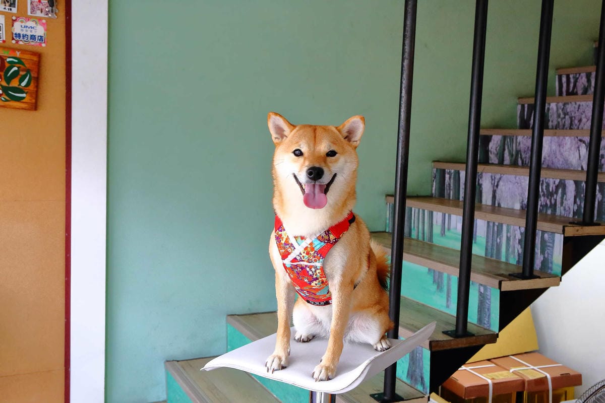 【食。蘆竹】榕樹下璞味綿綿冰〜桃園古早味冰品推薦。綿綿冰+網美最愛花牆，IG打卡必拍，吃冰也要浪漫的吃！(已歇業)