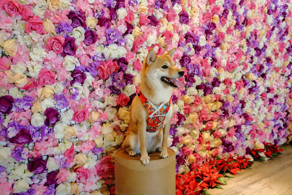 【食。蘆竹】榕樹下璞味綿綿冰〜桃園古早味冰品推薦。綿綿冰+網美最愛花牆，IG打卡必拍，吃冰也要浪漫的吃！(已歇業)