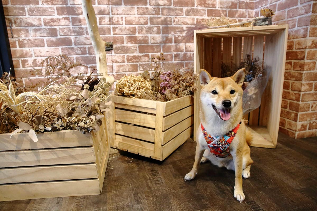 【食。桃園】SamCoffee山姆咖啡〜精緻手工甜點+療癒拉花，尋找工業風咖啡館，享受令人驚豔的美味！(已歇業)