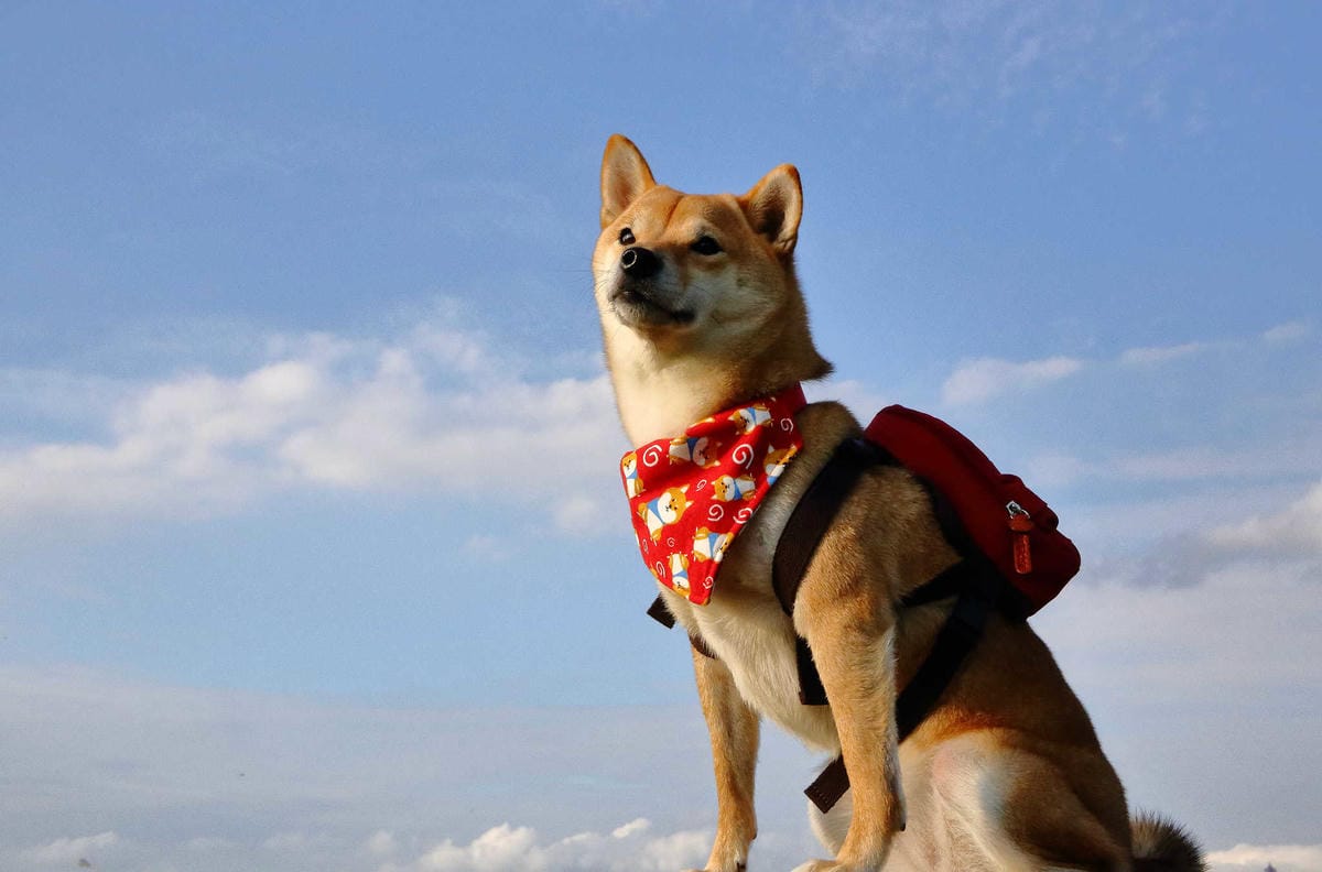 寵物用品狗寵物包2019 必買推薦！每天都好像跟寶貝穿一樣，tripose寵物背包，防潑水/顏色時尚活潑/四季好搭配，透氣又時尚！