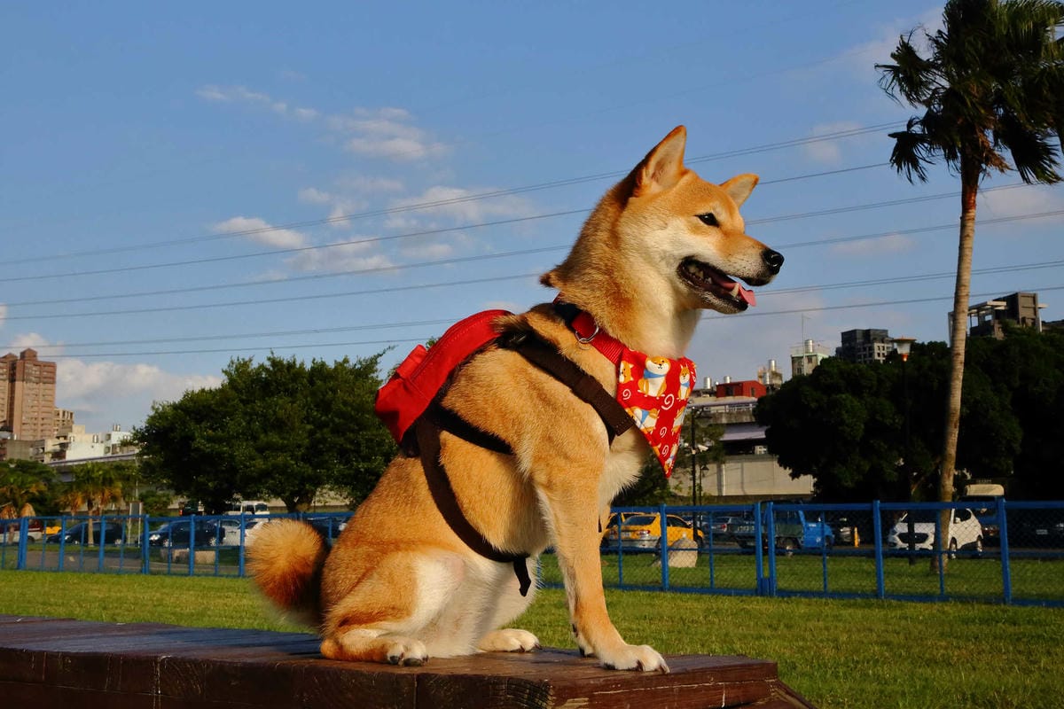 寵物用品狗寵物包2019 必買推薦！每天都好像跟寶貝穿一樣，tripose寵物背包，防潑水/顏色時尚活潑/四季好搭配，透氣又時尚！