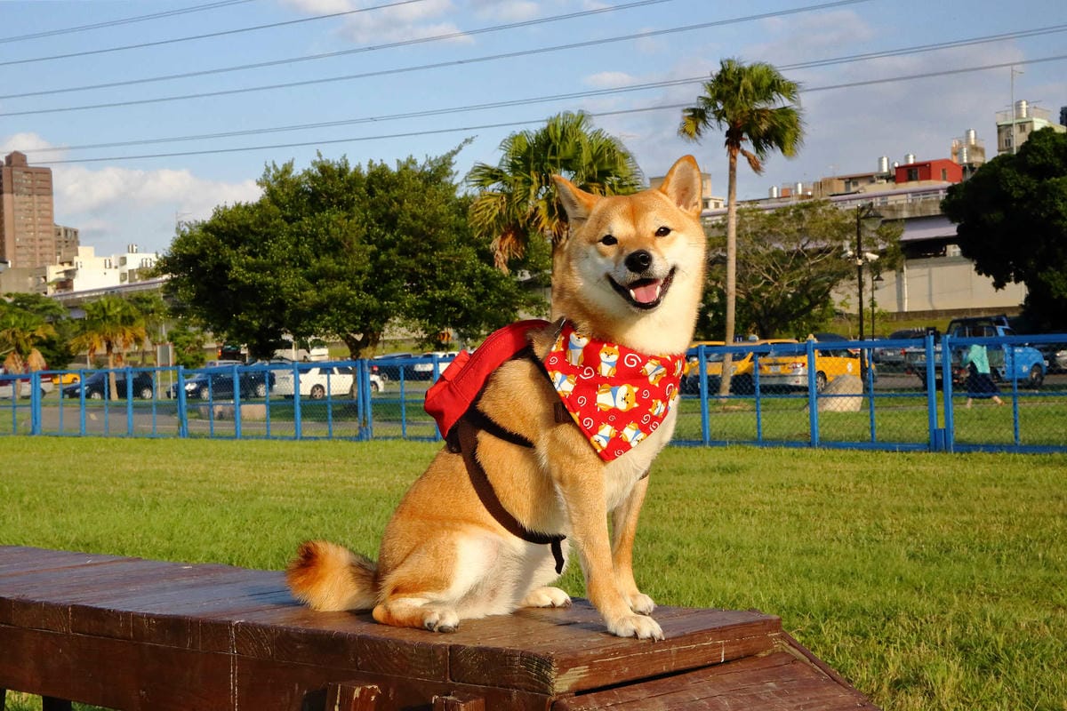 寵物用品狗寵物包2019 必買推薦！每天都好像跟寶貝穿一樣，tripose寵物背包，防潑水/顏色時尚活潑/四季好搭配，透氣又時尚！