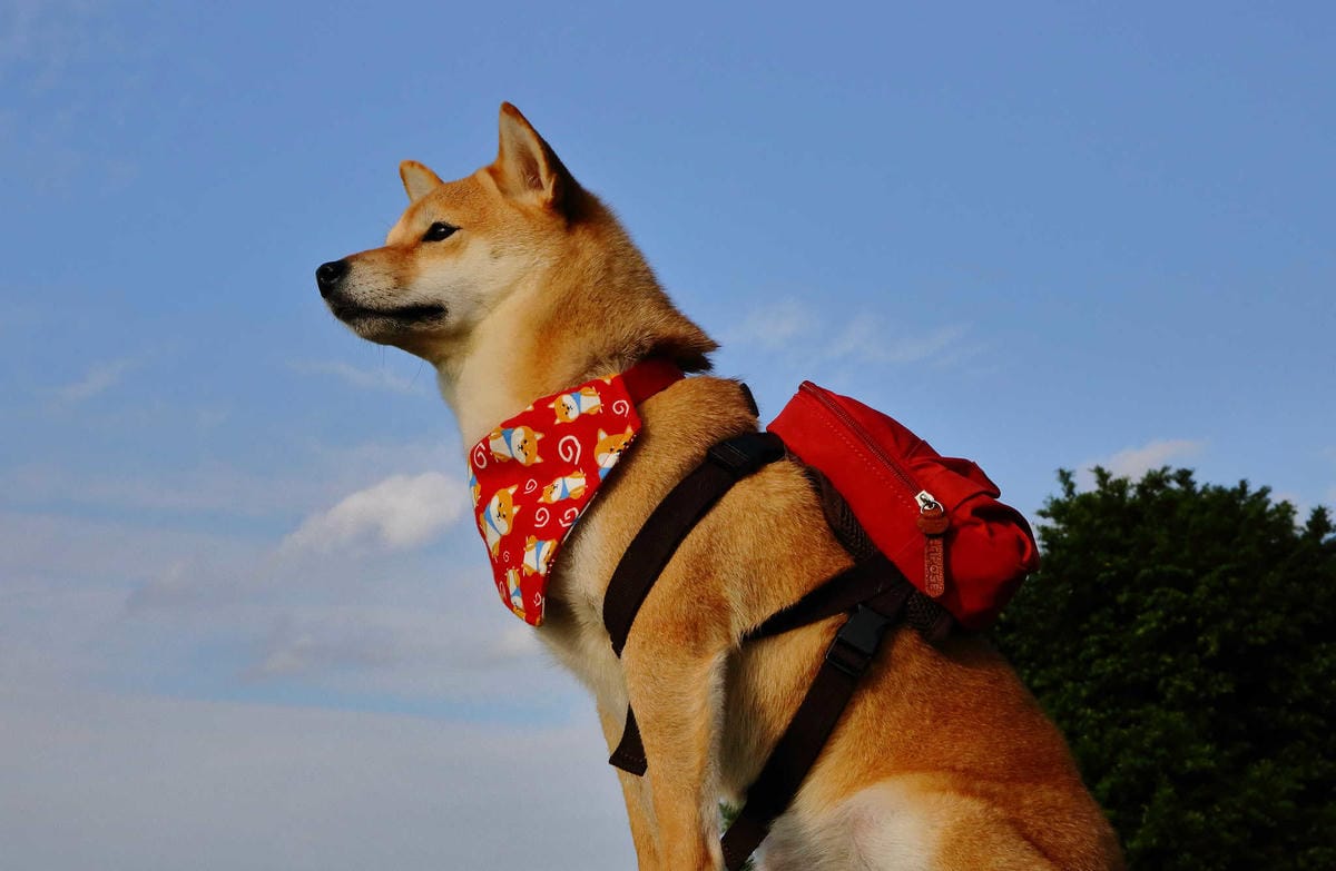 寵物用品狗寵物包2019 必買推薦！每天都好像跟寶貝穿一樣，tripose寵物背包，防潑水/顏色時尚活潑/四季好搭配，透氣又時尚！