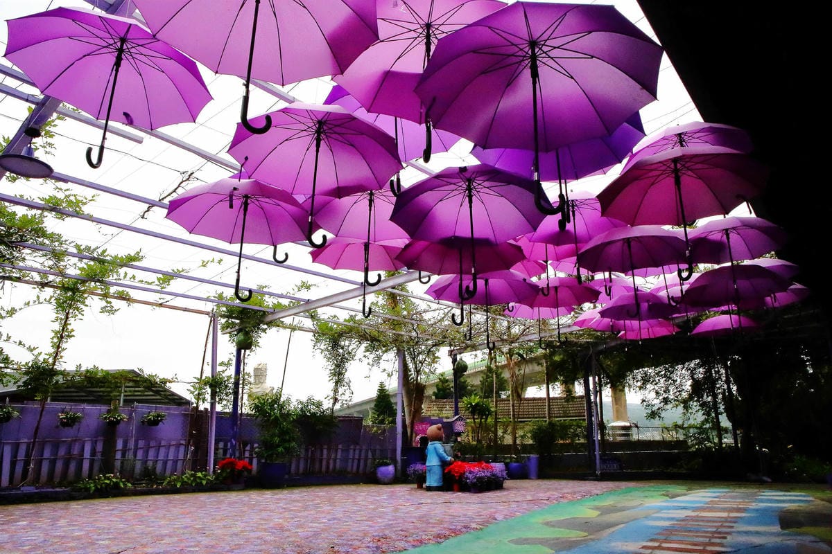 【遊。苗栗】噢哈娜咖啡屋〜寵物旅遊景點。會跟著你飛的雨傘！紫色風暴來襲，完全沉浸在這片紫色浪漫(110.3.1起寵物禁止入園)