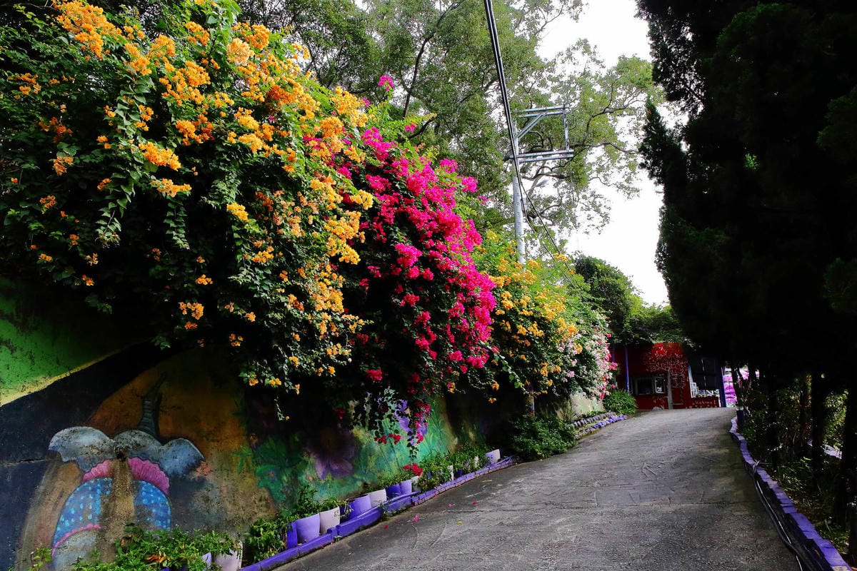 【遊。苗栗】噢哈娜咖啡屋〜寵物旅遊景點。會跟著你飛的雨傘！紫色風暴來襲，完全沉浸在這片紫色浪漫(110.3.1起寵物禁止入園)