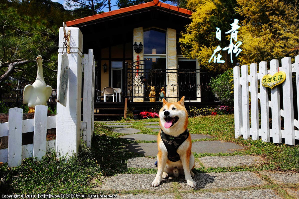 【遊。苗栗】噢哈娜咖啡屋〜寵物旅遊景點。會跟著你飛的雨傘！紫色風暴來襲，完全沉浸在這片紫色浪漫(110.3.1起寵物禁止入園)