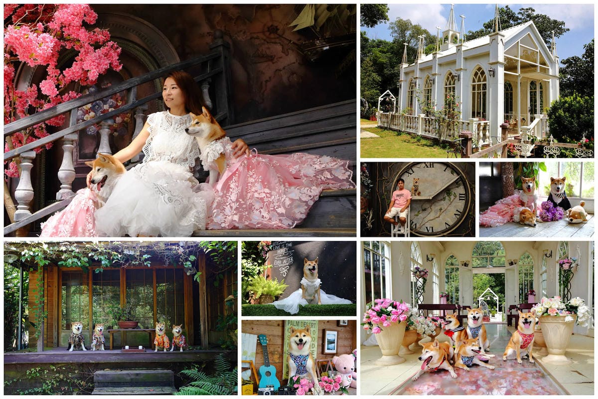 【遊。苗栗】噢哈娜咖啡屋〜寵物旅遊景點。會跟著你飛的雨傘！紫色風暴來襲，完全沉浸在這片紫色浪漫(110.3.1起寵物禁止入園)