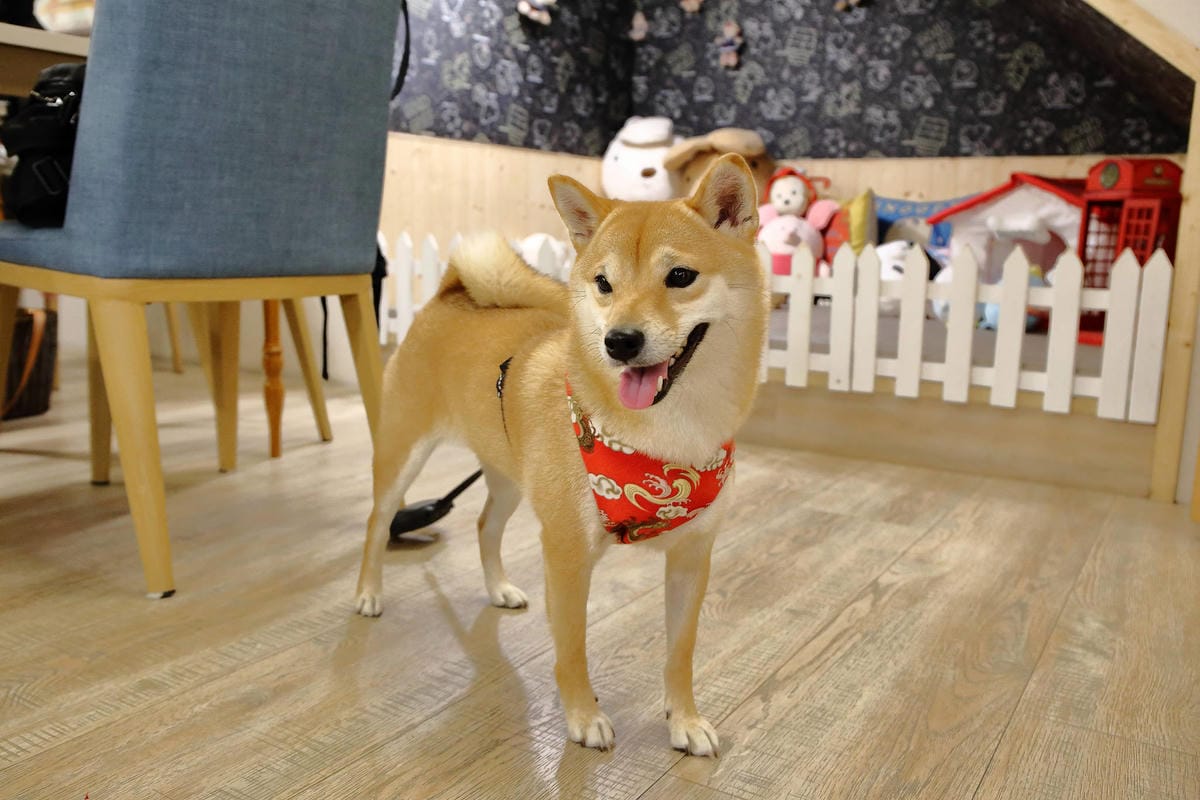 【食。新竹】私嚐の吃飯〜新竹寵物友善餐聽。份量豪邁、創意十足的丼飯一吃就上癮！(寵物可落地+寵物餐)
