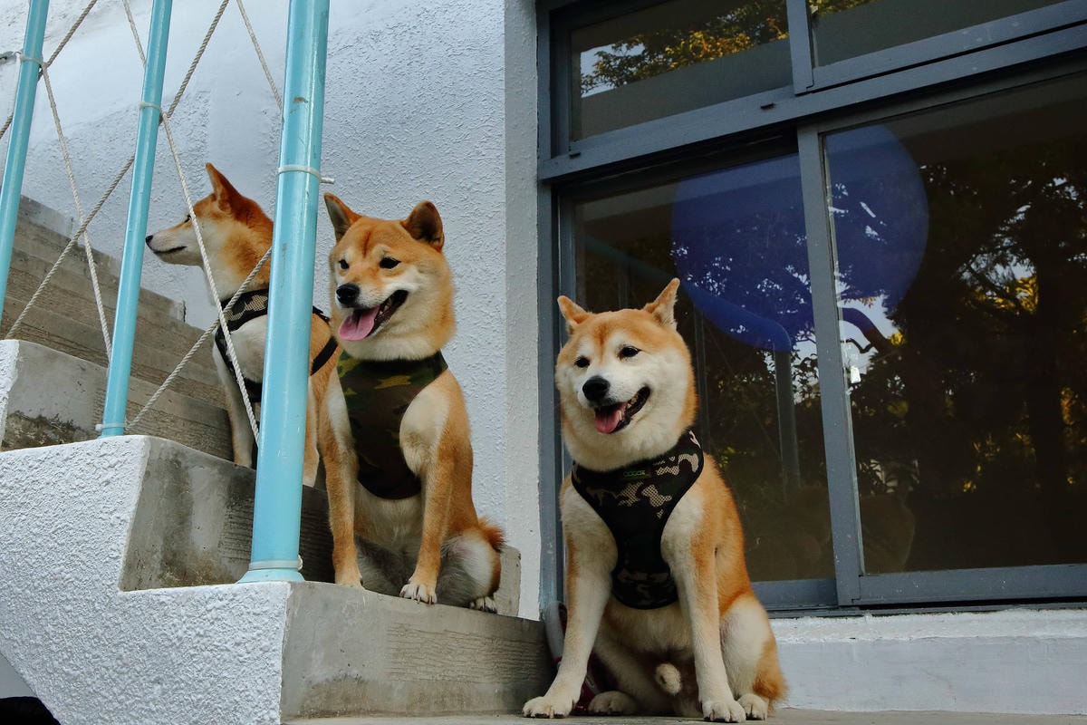 【遊。三重】空軍三重一村〜重新開園!重現空軍眷村,無料參觀親子活動,IG熱門打卡景點白天晚上都好拍照!
