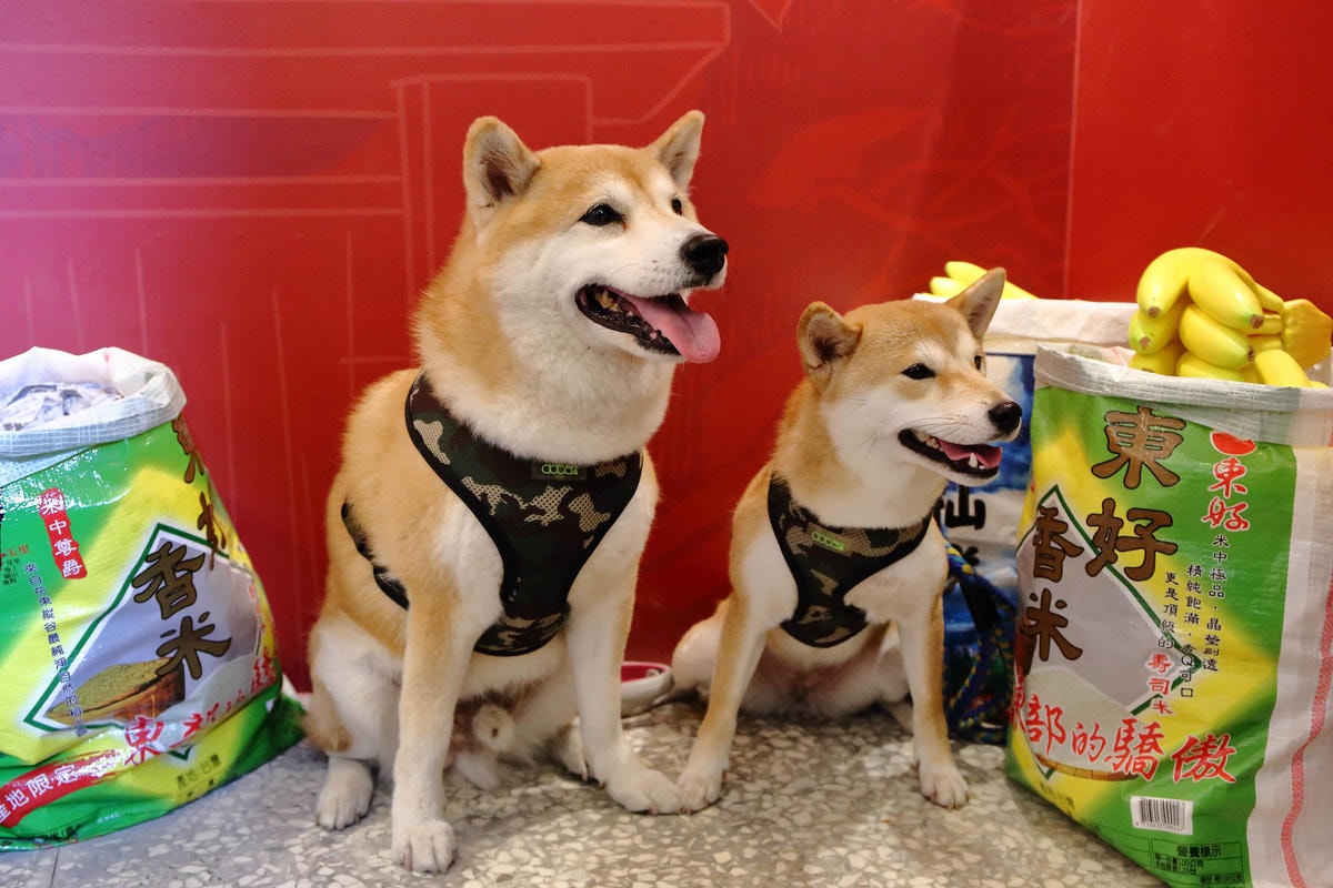【遊。三重】空軍三重一村〜重新開園!重現空軍眷村,無料參觀親子活動,IG熱門打卡景點白天晚上都好拍照!