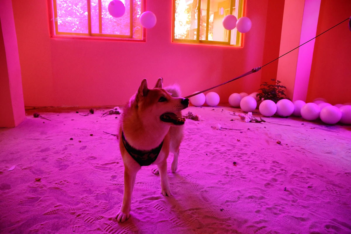 【遊。三重】空軍三重一村〜重新開園!重現空軍眷村,無料參觀親子活動,IG熱門打卡景點白天晚上都好拍照!