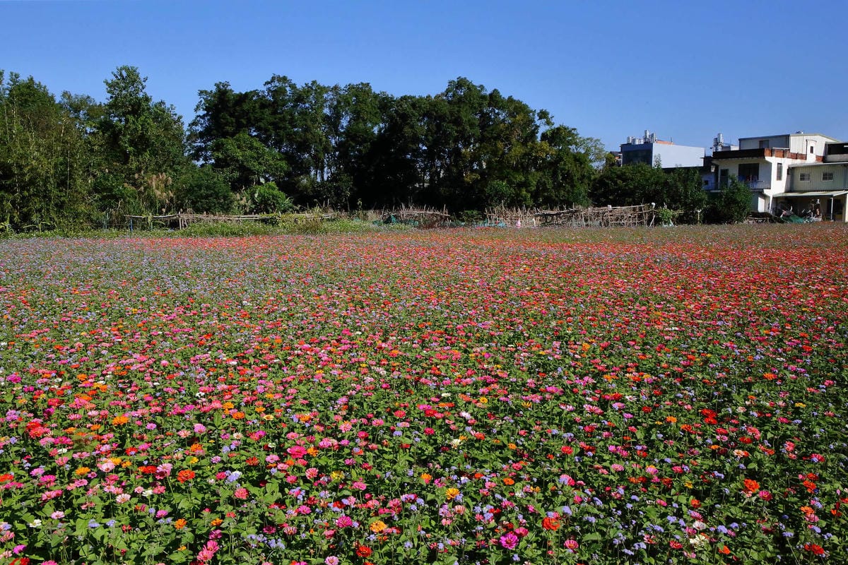【2018桃園花彩節】楊梅+龍潭尋花趣〜2018IG打卡、情侶約會新景點！浪漫紫色仙草花海，不用出國免費讓你拍個夠！