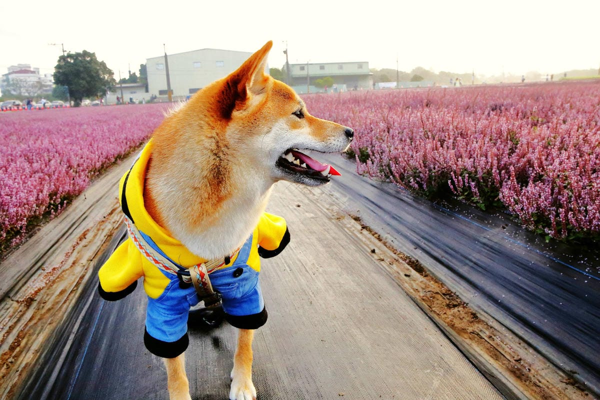 【2018桃園花彩節】楊梅+龍潭尋花趣〜2018IG打卡、情侶約會新景點！浪漫紫色仙草花海，不用出國免費讓你拍個夠！