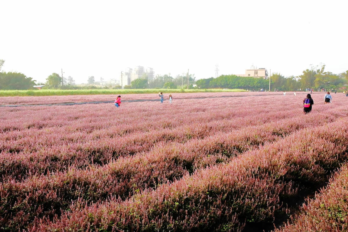 【2018桃園花彩節】楊梅+龍潭尋花趣〜2018IG打卡、情侶約會新景點！浪漫紫色仙草花海，不用出國免費讓你拍個夠！